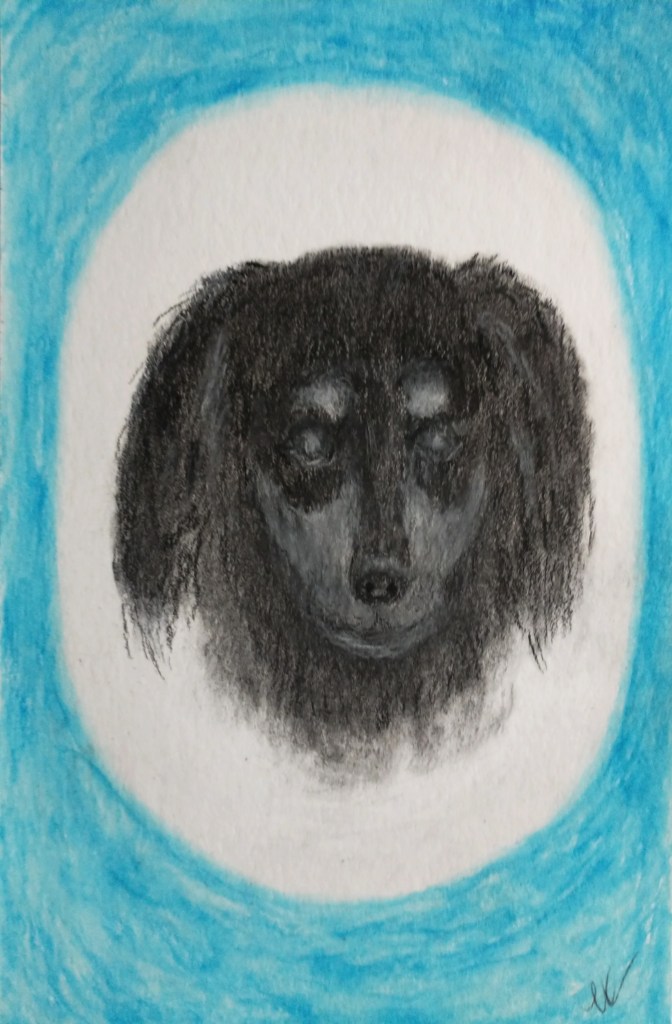 Pencil drawing of miniature long haired dachshund